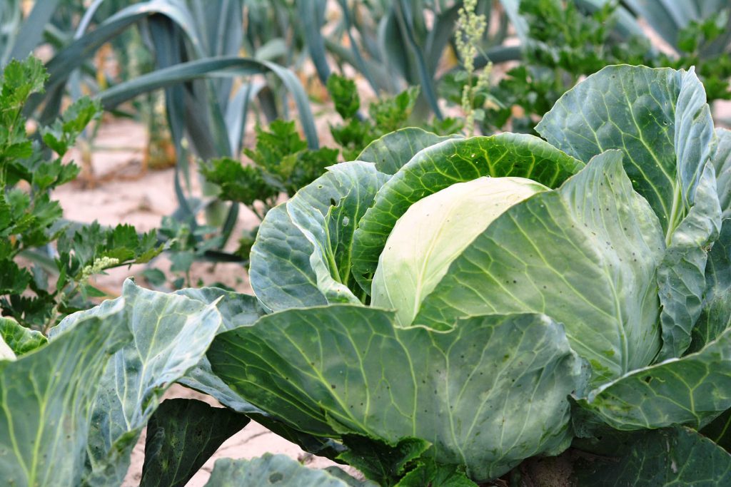 Cabbage: Health Benefits May Surprise You